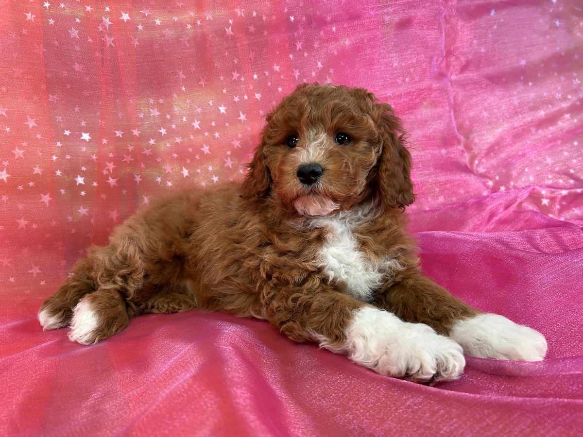 Red Female Cockapoo Puppy for Sale DOB 11-1-2024 $950